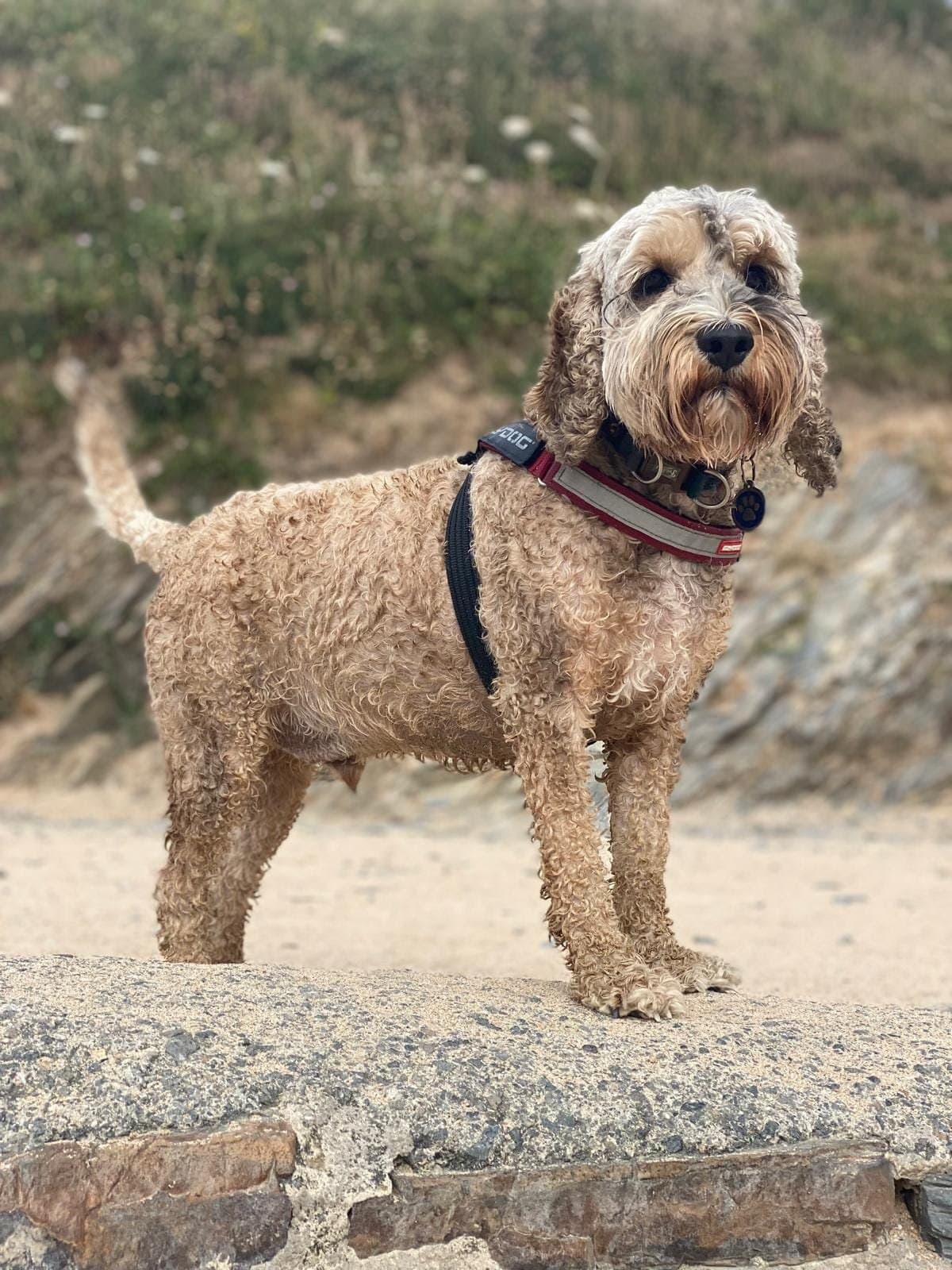 An apricot cockapoo in a harness standing alert on a rock at the beach, with the sea behind