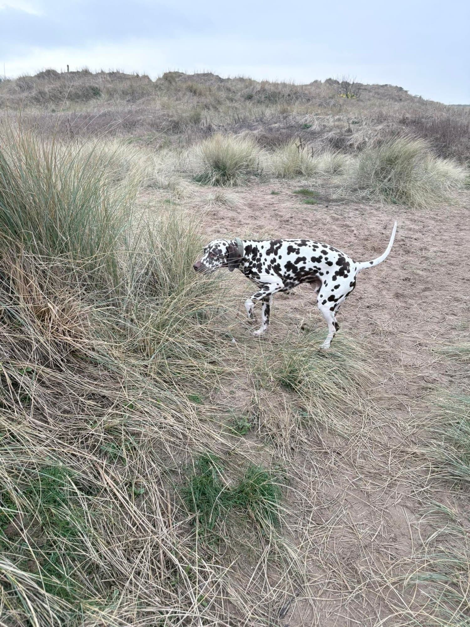 A Dalmatian standing on the sand dunes among marram grass on the Southport coast