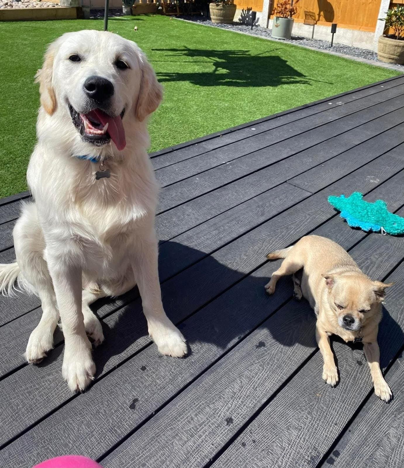 A cream golden retriever puppy sitting on decking next to a small chihuahua-cross