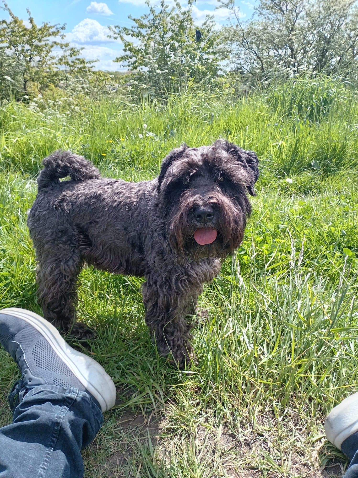 A grey schnauzer-cross standing in long summer grass under a blue sky, tongue out