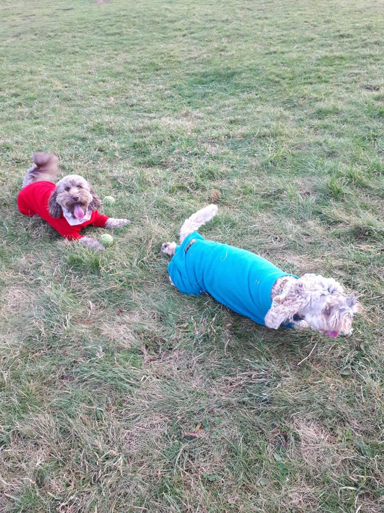 Two cockapoos in jumpers rolling and playing on a grassy field